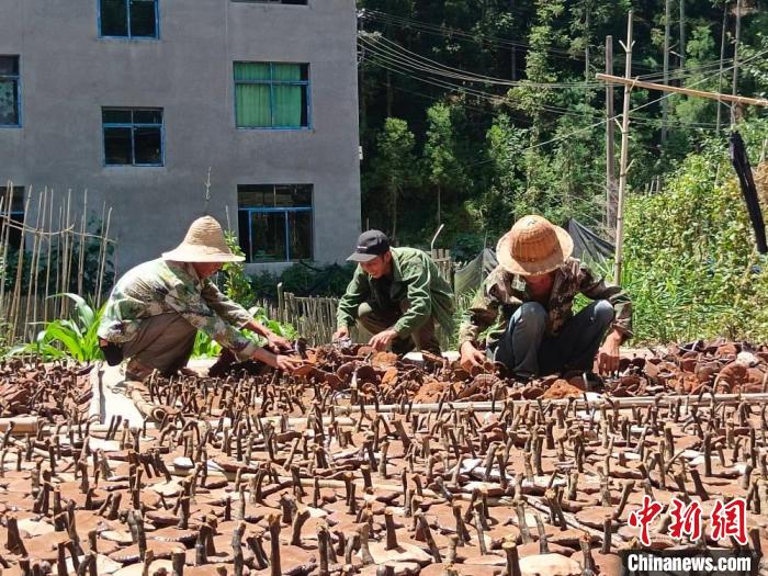 （身边的变化）闽北林下生“金” 绿富双赢有路子